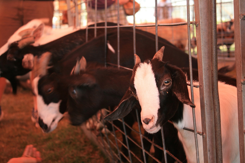 Fresh milk is the most important ingredient for making delicious cheese.