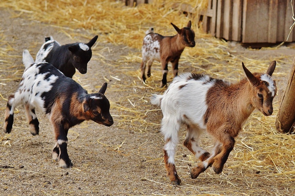 Can you envision a stampede of 300+ goats?? Redwood Hill Farm is a much larger scale operation than our current one, with over 300 goats on their Sonoma County farm