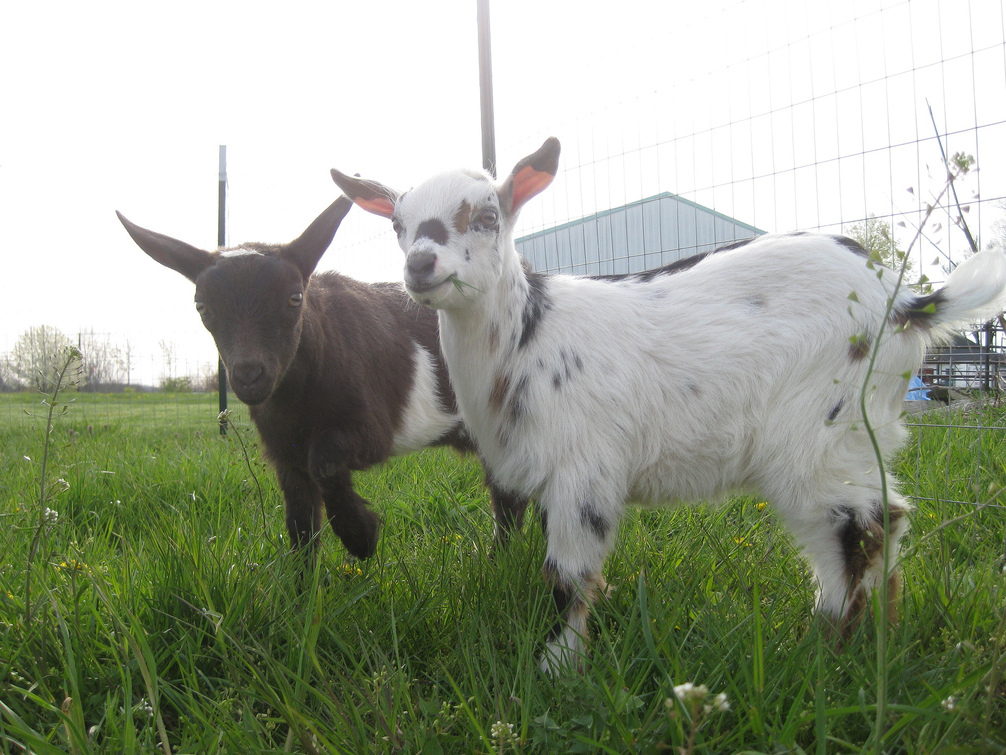 Mary and Anabelle, both Nigerian Dwarfs, are two of our best producers.